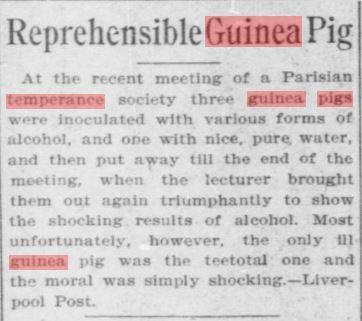 article about guinea pigs at a temperance meeting